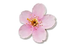 2021 Niue $2 1-oz Silver Cherry Blossom-Shaped Colorized Proof-Like
